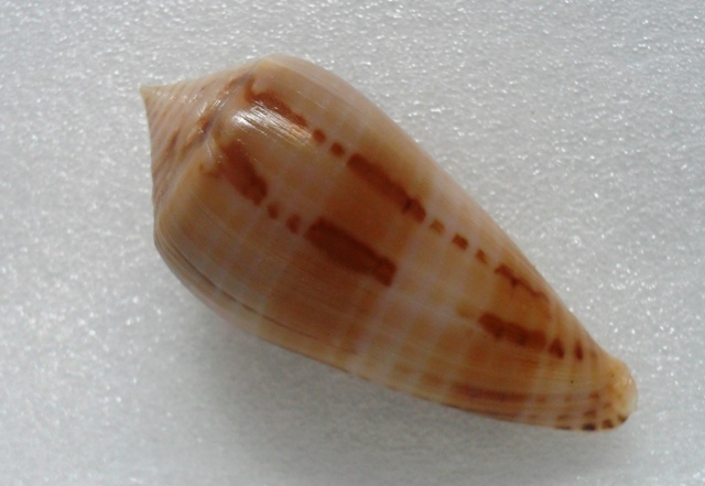 Conus (Phasmoconus) lynceus  GB. Sowerby II, 1858 Kgrhqf11