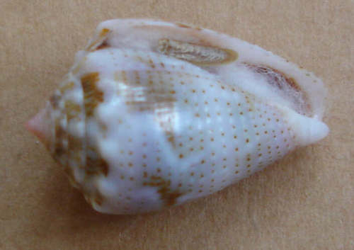 Conus (Virroconus) miliaris Hwass in Bruguière, 1792  Kgrhqj10