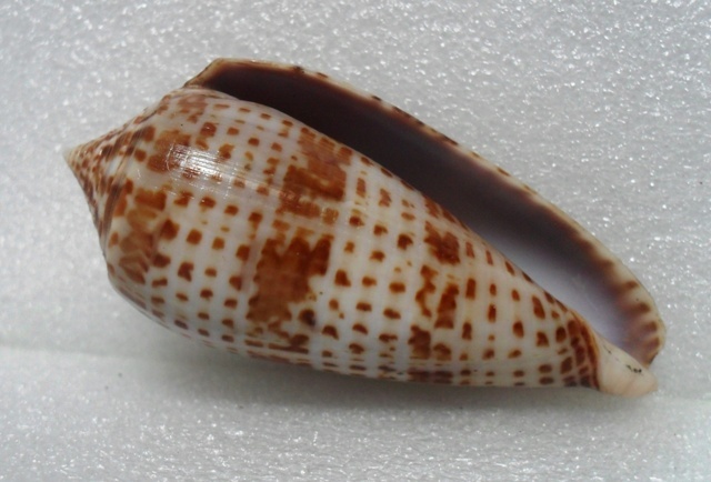 Conus (Phasmoconus) lynceus  GB. Sowerby II, 1858 Kgrhqj14