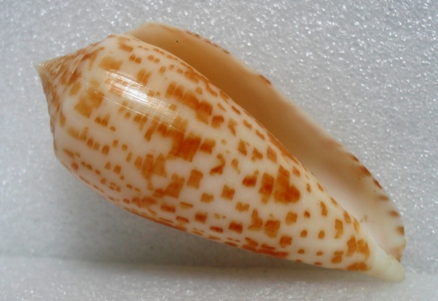 Conus (Phasmoconus) lynceus  GB. Sowerby II, 1858 Kgrhqn10