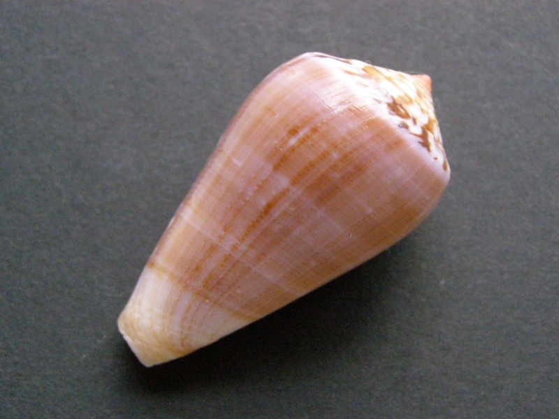 Conus (Pionoconus) fulmen kirai Kuroda, 1956 P4189311