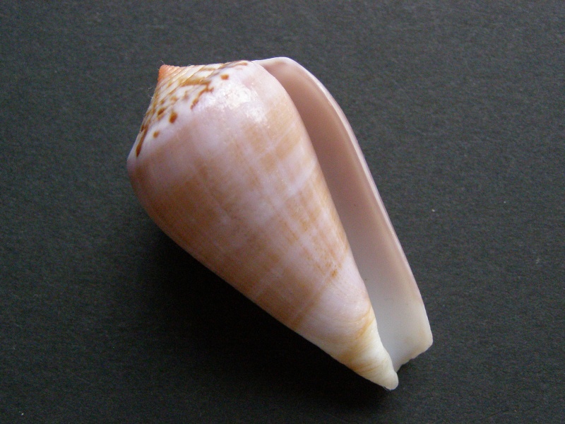 Conus (Pionoconus) fulmen kirai   Kuroda, 1956 P4189312