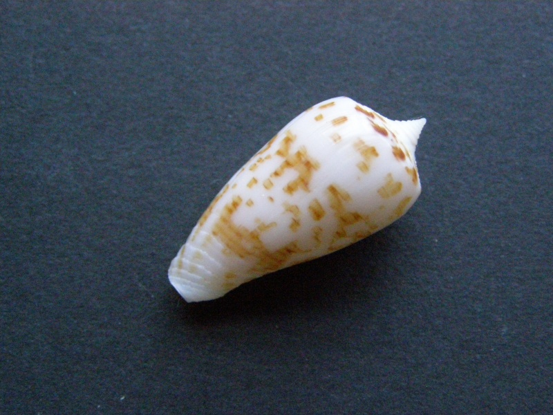 Conus (Phasmoconus) balabacensis Filmer, 2012 P4229411