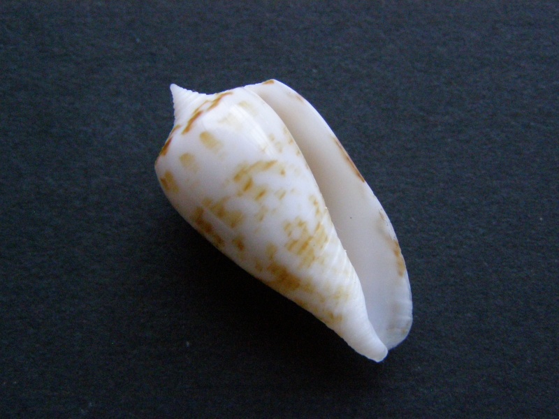 Conus (Phasmoconus) balabacensis Filmer, 2012 P4229412