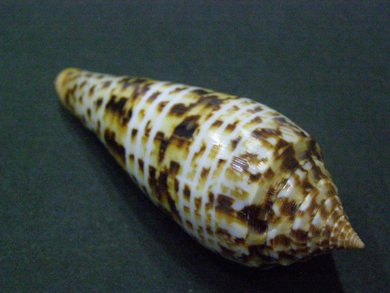 Conus (Phasmoconus) pretiosus  G. Nevill & H. Nevill, 1874 P6040016