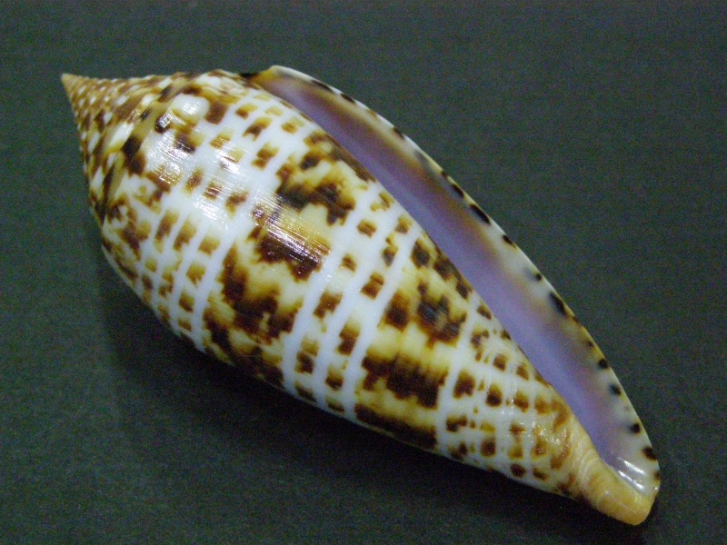 Conus (Phasmoconus) pretiosus  G. Nevill & H. Nevill, 1874 P6040017