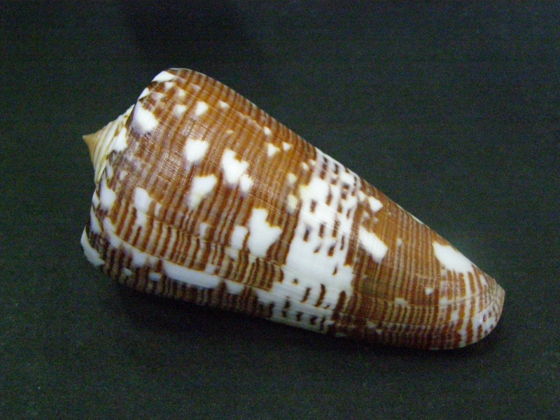 Conus (Darioconus) thomae Gmelin, 1791 P6050010