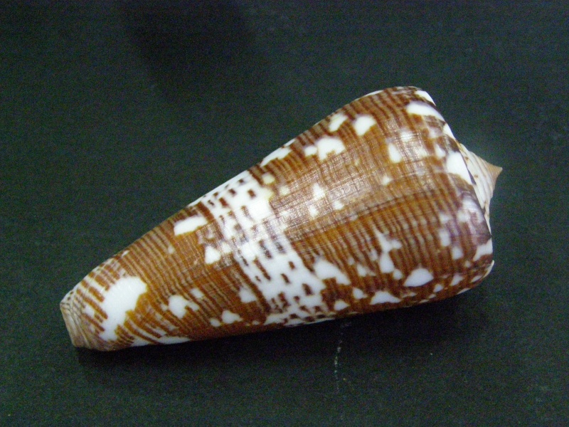 Conus (Darioconus) thomae   Gmelin, 1791 P6050011