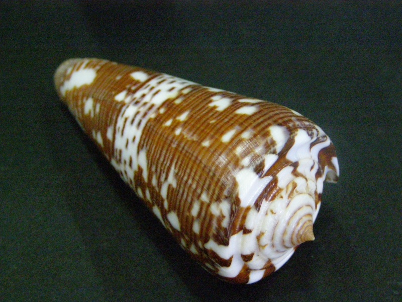 Conus (Darioconus) thomae Gmelin, 1791 P6050110