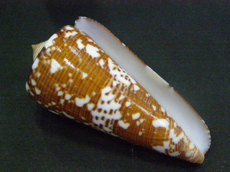 Conus (Darioconus) thomae   Gmelin, 1791 P6050111