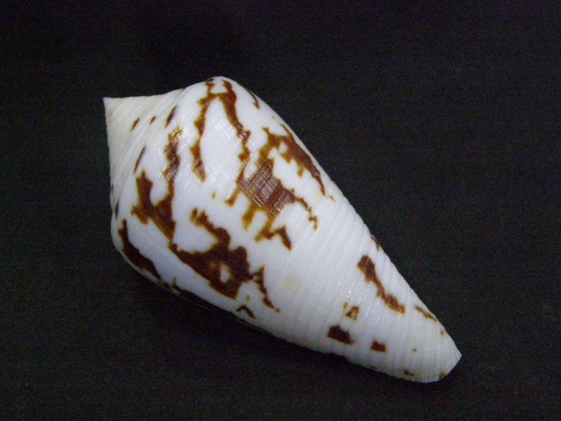 Conus (Embrikena) pergrandis    Iredale, 1937 P6050112