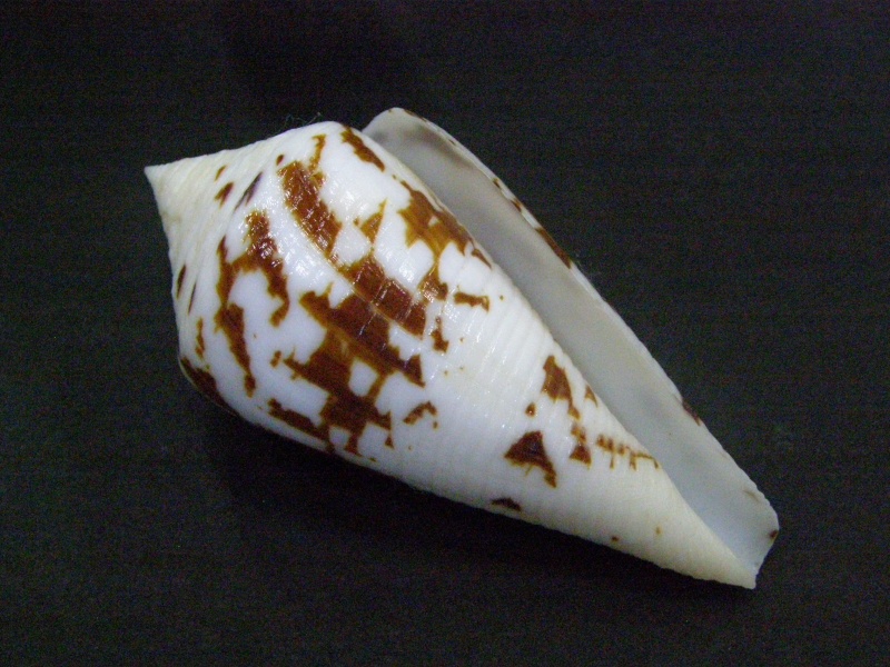 Conus (Embrikena) pergrandis    Iredale, 1937 P6050115