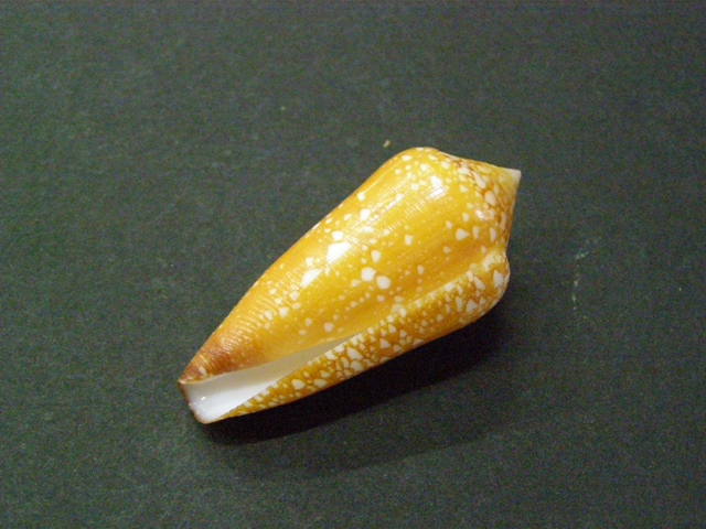 Conus (Darioconus) crocatus Lamarck, 1810 - Page 4 P6170313