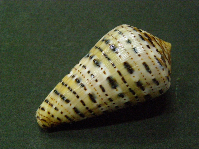  Conus (Kalloconus) genuanus  Linnaeus, 1758 P6170324