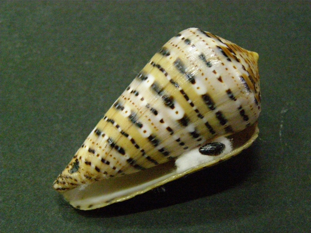  Conus (Kalloconus) genuanus  Linnaeus, 1758 P6170326