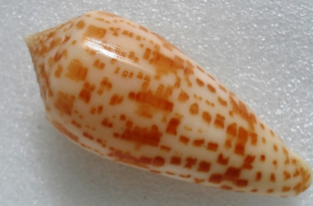 Conus (Phasmoconus) lynceus  GB. Sowerby II, 1858 T2ec1610