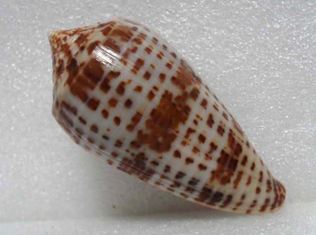 Conus (Phasmoconus) lynceus  GB. Sowerby II, 1858 T2ec1618