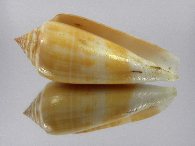 Conus (Pionoconus) consors turschi  (da, Motta, 1985)  T2ec1621