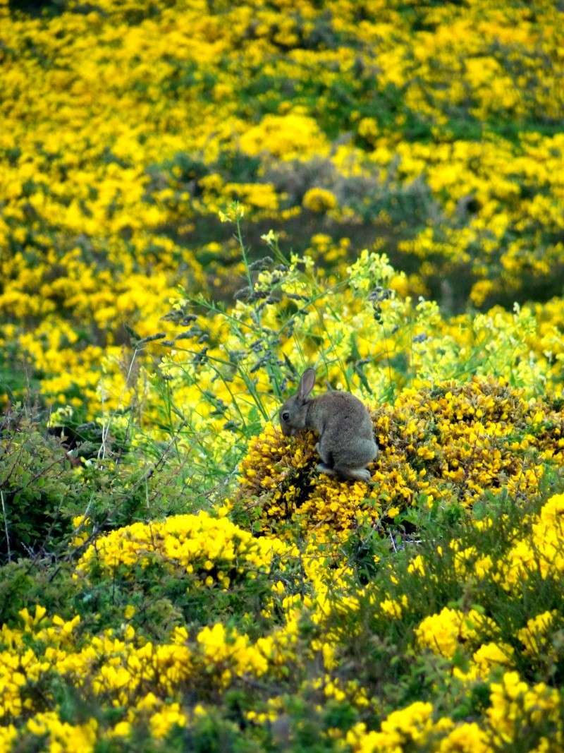 [Oryctolagus cuniculus] Lapin de garenne 04711