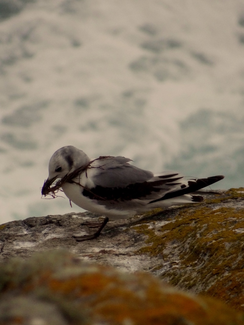 Mouettes tridactyles 05310