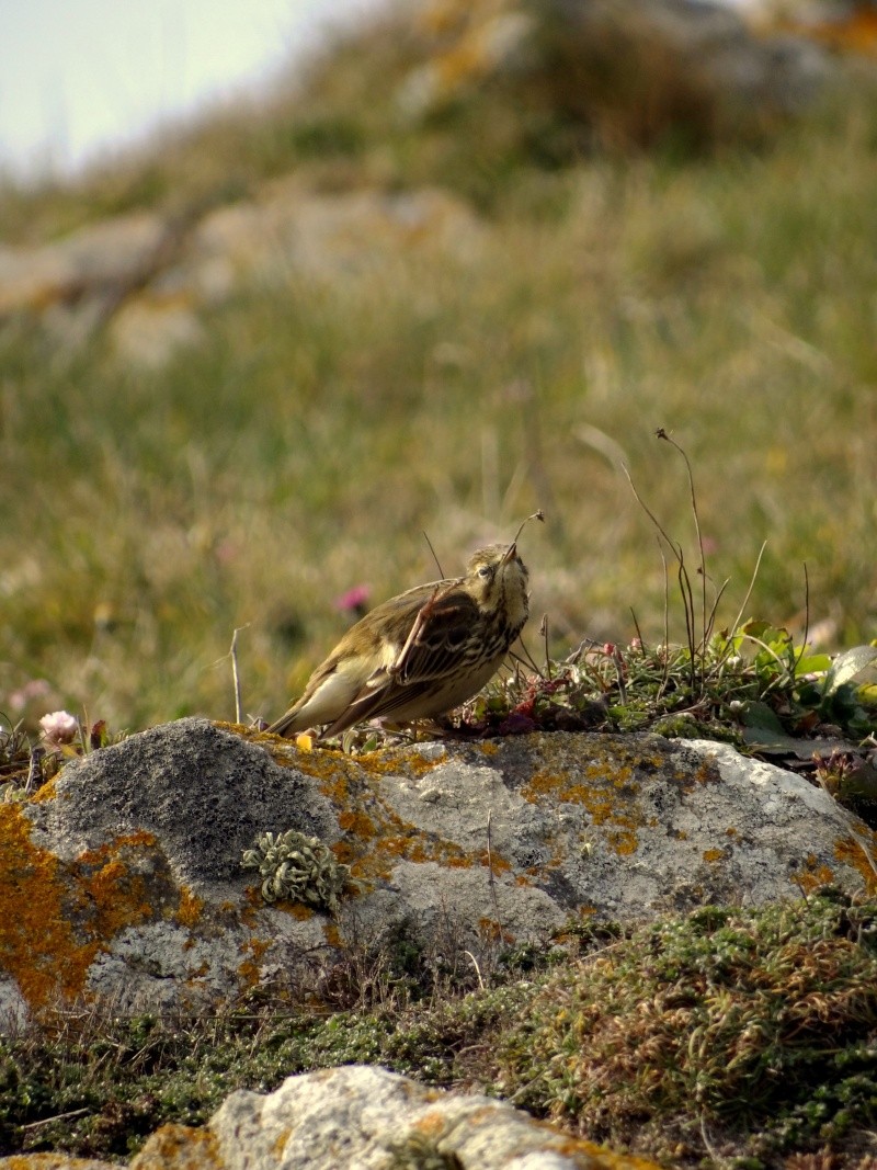 Pipit farlouse 19110