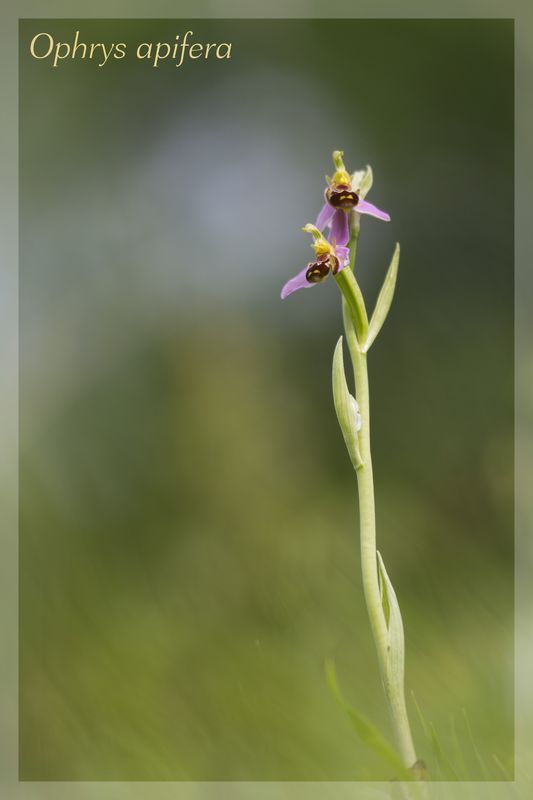 Ophrys apifera (Ophrys abeille ) Apifer15