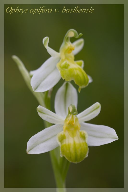 Ophrys apifera formes avec clés de recherches... Basili15