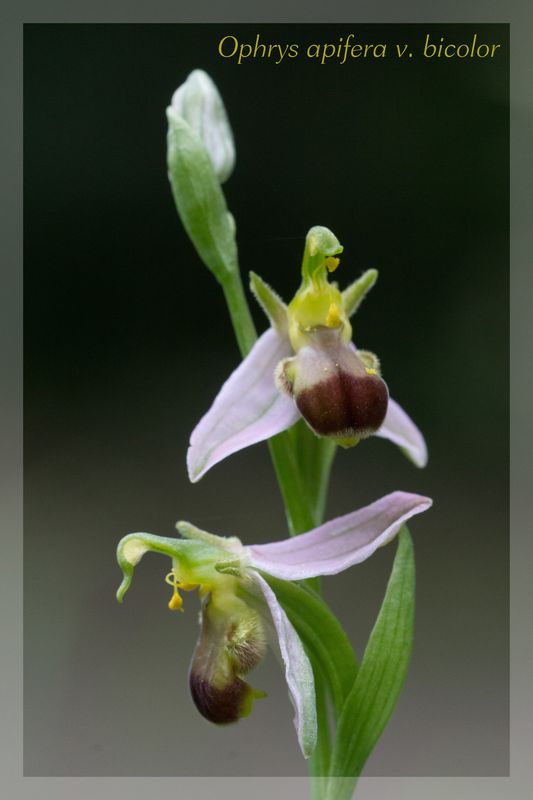 Ophrys apifera (Ophrys abeille ) Bicolo11