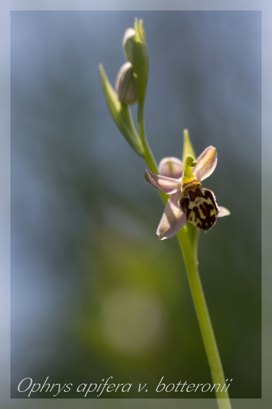 Ophrys apifera (Ophrys abeille ) Botter10