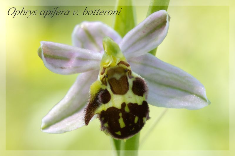 Ophrys apifera (Ophrys abeille ) Botter11