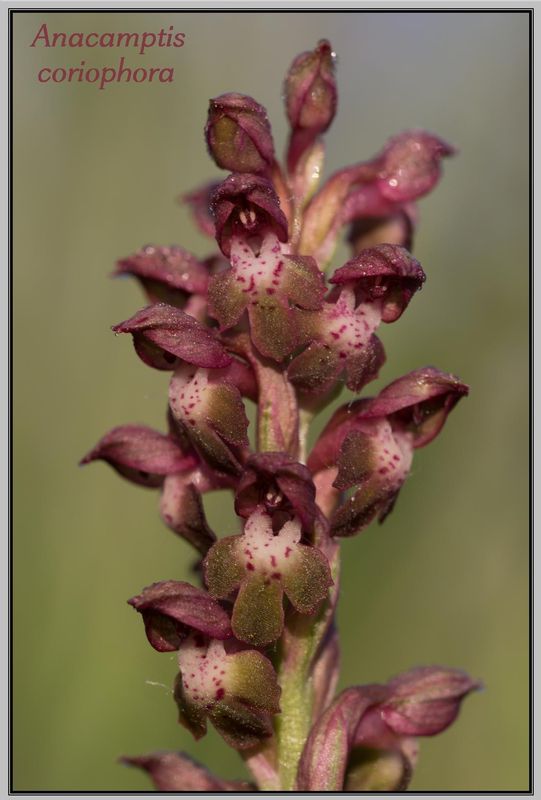 Coriophora en Alsace Coriop16