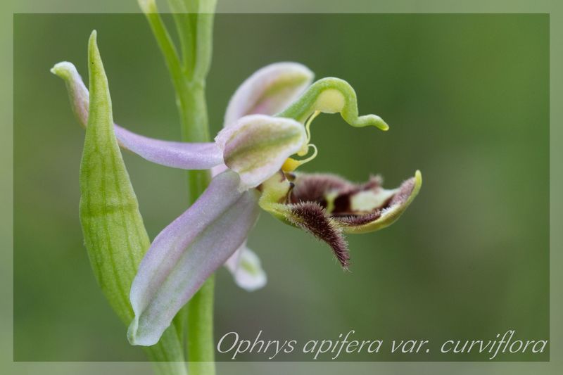 Ophrys apifera (Ophrys abeille ) Curvif10