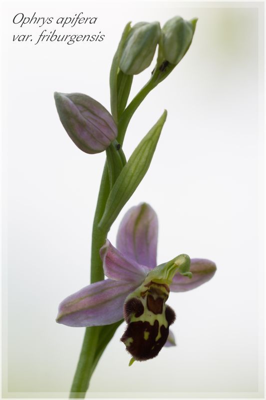 Ophrys apifera (Ophrys abeille ) Fribur12