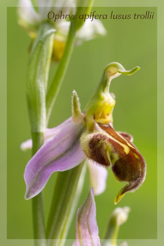 Ophrys apifera (Ophrys abeille ) Trolli11