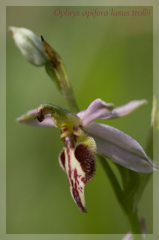 Ophrys apifera (Ophrys abeille ) Trolli13