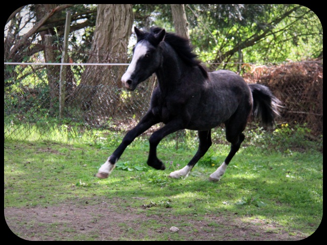 lucky - (Dept 15) Lucky (ex Beny), SF x Apaloosa et Camille (Oléron) (Déc 2011) - Page 32 Img_0614