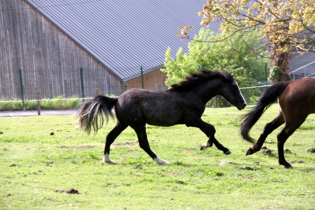 lucky - (Dept 15) Lucky (ex Beny), SF x Apaloosa et Camille (Oléron) (Déc 2011) - Page 32 Img_0619