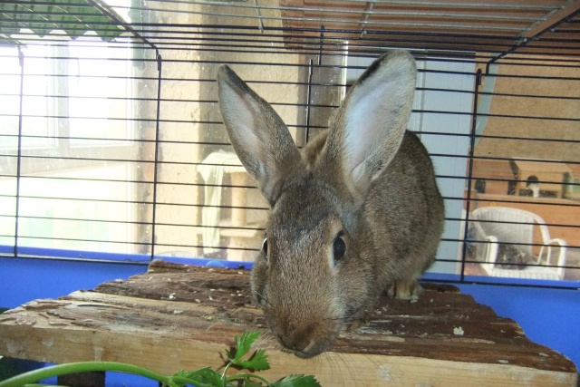 Les lapins à l'adoption à la SPA d'Amance (54) Dscf6014
