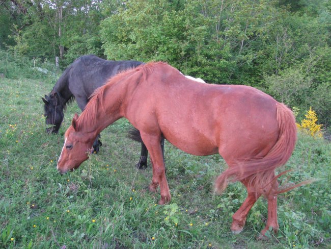 BLEU MARINE - SF né en 1989 - adopté en août 2014 B410