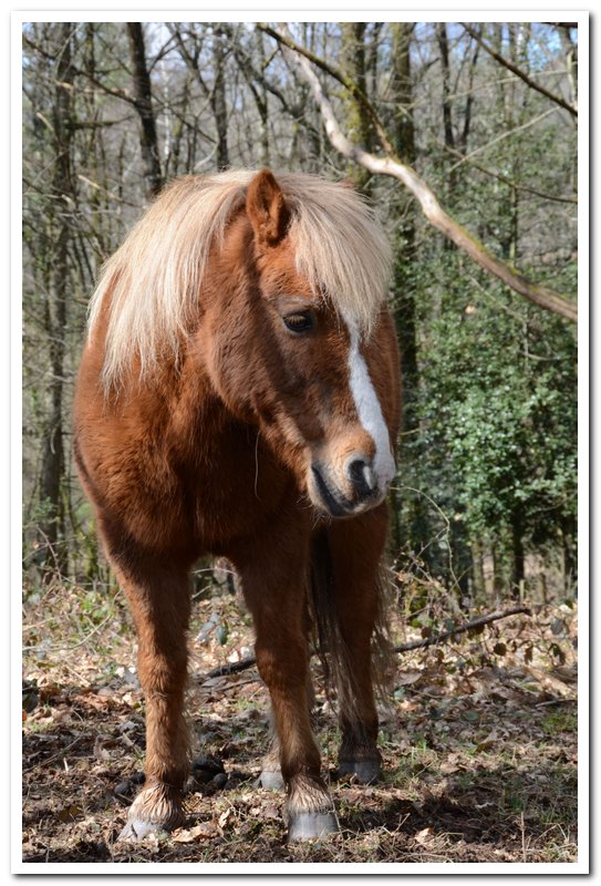 CARAMEL dit GUS - ONC poney né en 1991 - adopté en septembre 2013 Gus4_010