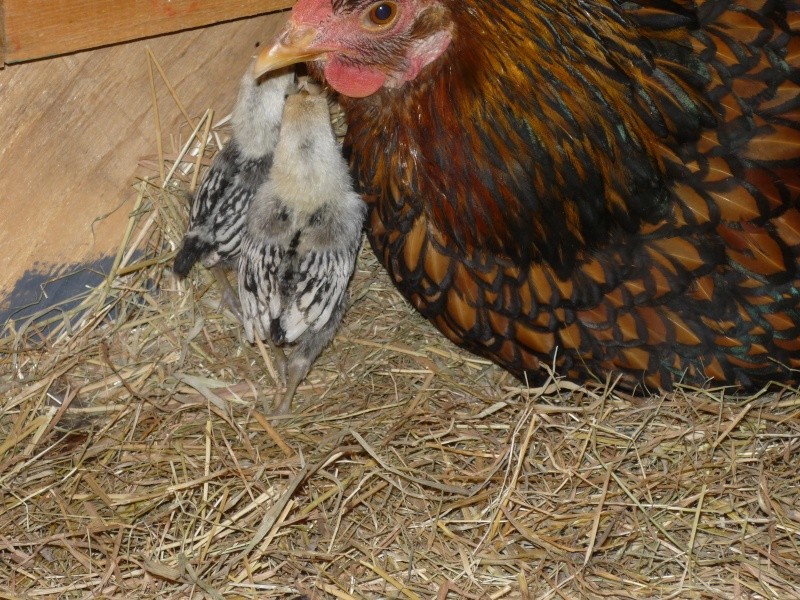 Tout frais sorti de  la couveuse  Poules11