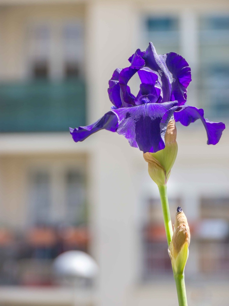 Tulipe sur le balcon et gestion bokeh 02_jui10