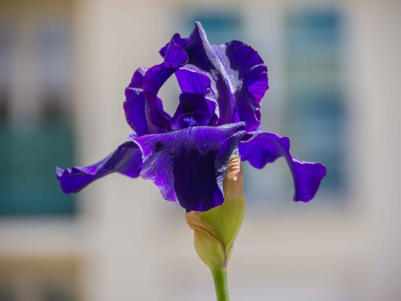 Tulipe sur le balcon et gestion bokeh 02_jui11