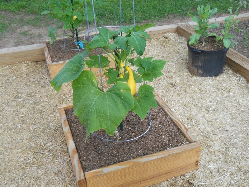 2'x2' for summer squash Squash11