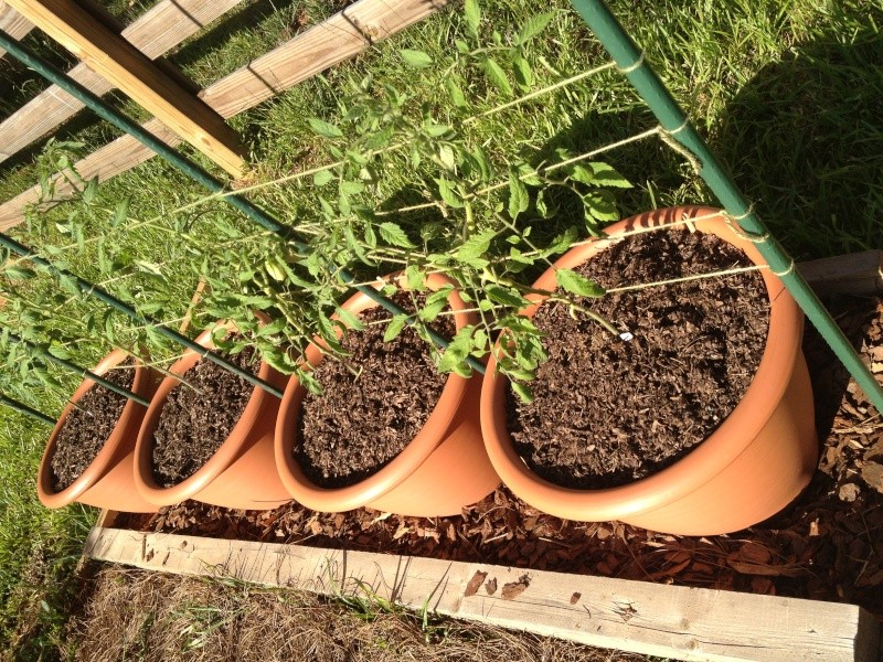 2013 Tomato Tuesday in the Middle South Tomato13