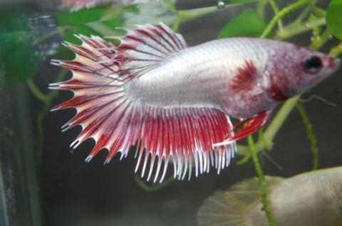 Betta femelle halfmoon ou crowntail? Femell10