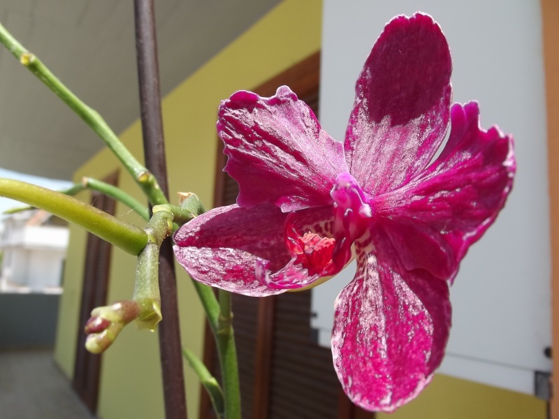 Orchidea...consigli Dscf5242