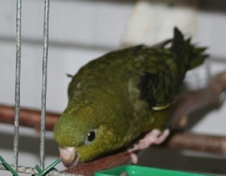 mutations toui bleus