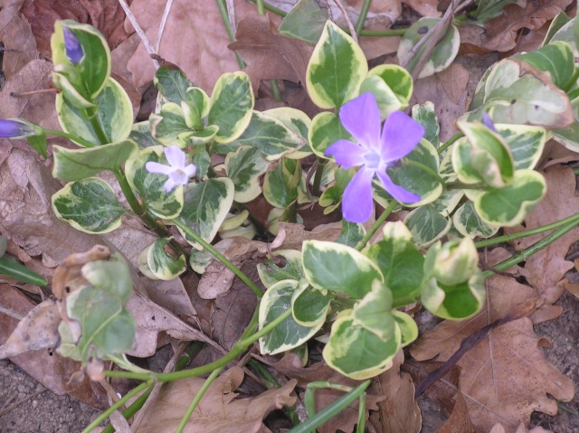 Vinca major !!! Imgp7226