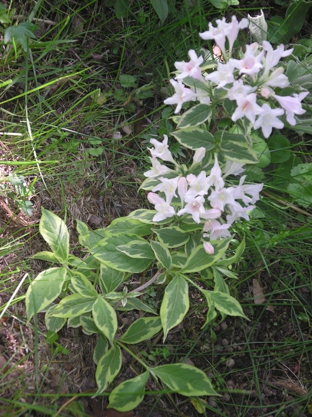 weigelia florida nana variégata Imgp7357